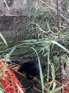 Scicli, cagnolino precipita in una cisterna salvato dalla Polizia locale e dai vigili del fuoco