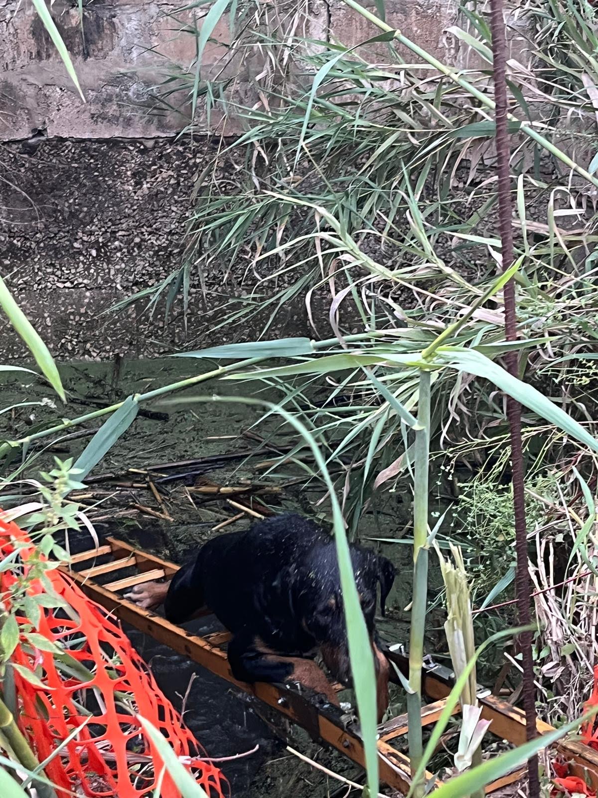 Scicli, cagnolino precipita in una cisterna salvato dalla Polizia locale e dai vigili del fuoco