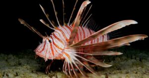 Allarme biodiversità nel Ragusano: avvistato pericoloso pesce scorpione nelle acque di Punta Secca